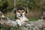 CORGI PEMBROKE 1008